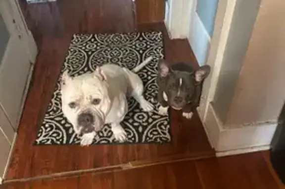 Lost Blue Pocket Bully: Salem, OR