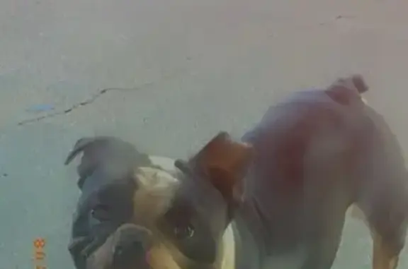 Lost Dog: Black & White, Brown Foot