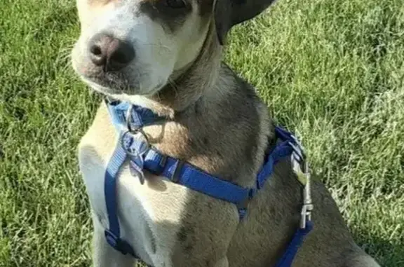 Missing dog Loveland, photo: Lost Dog: Blue Collar, Loveland Area