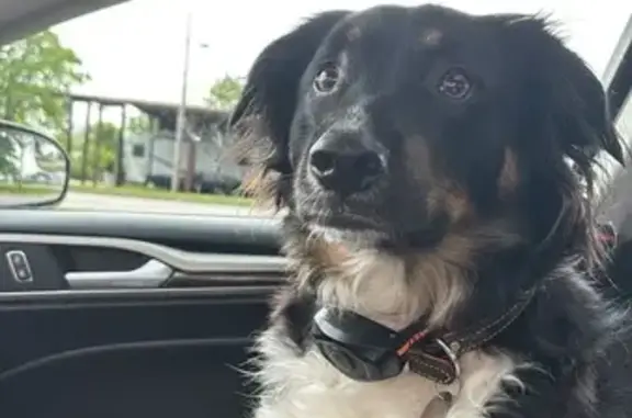Lost Rottweiler-Collie Mix in Columbia