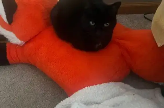 Missing: Small Black Cat in Lincoln