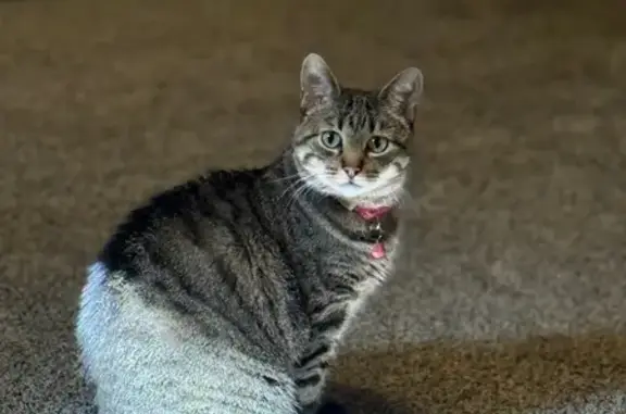 Lost Gray Tabby: Call 'Kitty' or 'Kiki'