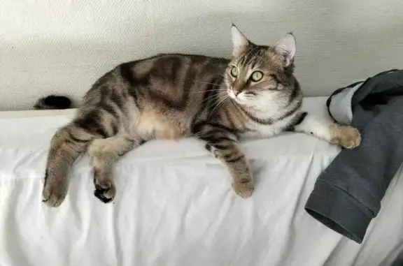 Chat perdu, Chaumont, photo: Chat perdu, Rue de Verdun, Chaumont