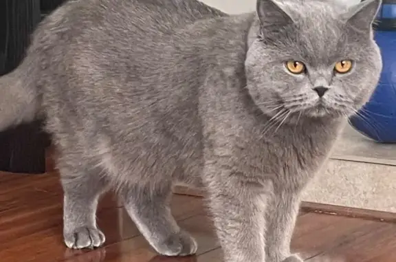 Lost Cat: Dark Grey, Fluffy Tail, East Hartford