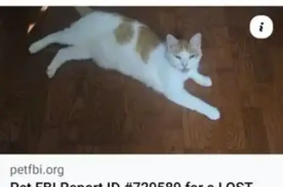 Lost: Tabi the Cat on Highway...