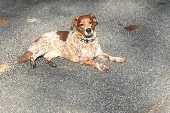 Lost Dog Alert: Rusty on the Loose!