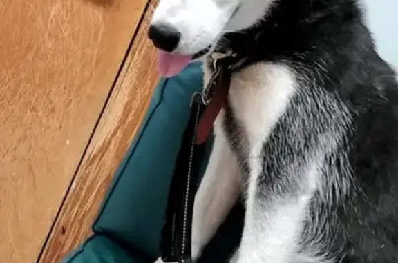 Lost and found pets Norcross, photo: Lost Husky Bella: Shy, Pink Camo Collar