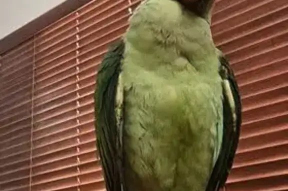 Lost pets Brisbane, photo: Lost 10-Month Alexandrine Parrot in Brisbane