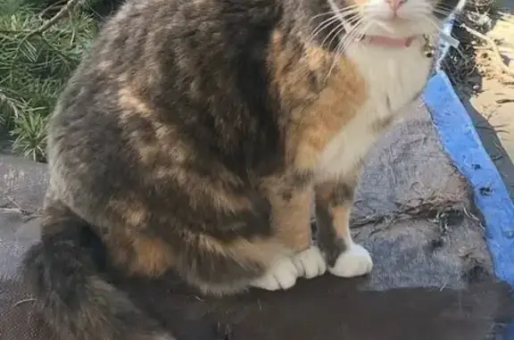 Lost Calico: Skittish, Light Blue Collar