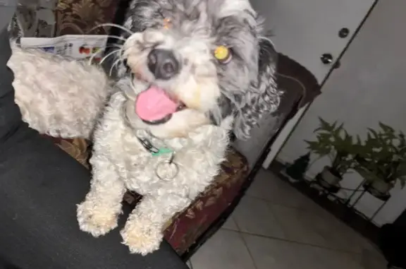 Lost and found pets Aurora, photo: Lost Shy Poodle: Tobi on Wheeling St