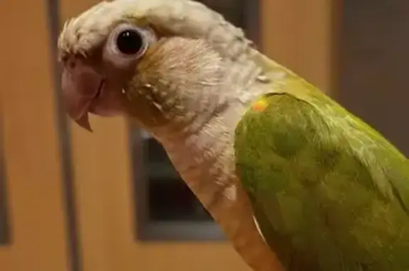 Lost Conure: Heart-Shaped Mark, Hougang
