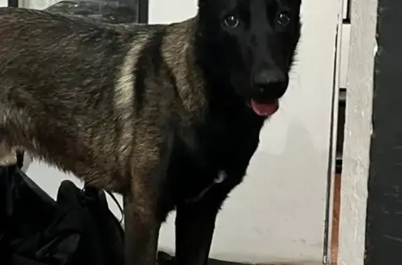 Perros perdidos, , foto: Perro Pastor Belga Perdido en CDMX