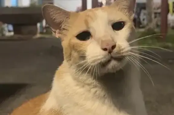Lost Cat: Big Orange Tabby in Bukit Batok