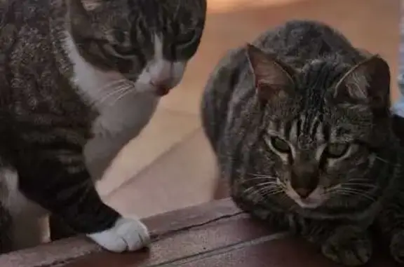 ¡Ayuda a encontrar a Nala, gata perdida!