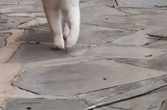 Friendly White Cat Found on Alexander Rd