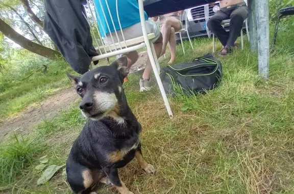 Chien perdu après feu d'artifice, Sablé-sur-Sarthe - photo