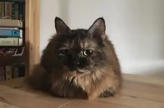 Lost Persian Tortoise Shell Cat - SG