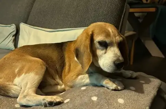 Chien trouvé Holtzheim, photo: Chien errant trouvé à Holtzheim