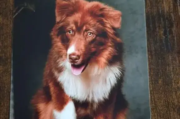 Chien perdu , photo : Chiot berger australien perdu à Commer