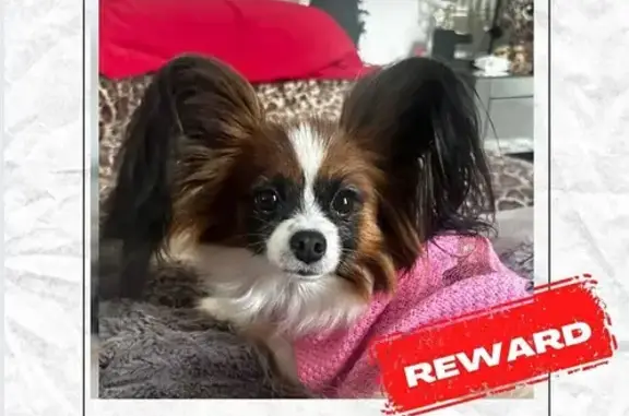 Lost pets Logan Village, photo: Lost Tricolour Papillon, Illawong St, Logan