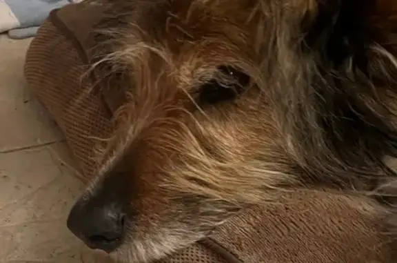 Chien perdu , photo : Chienne Mouna perdue, très craintive