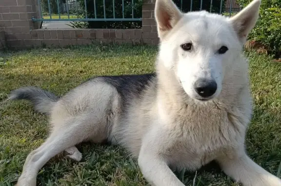 Lost: Friendly German Shepherd X Husky