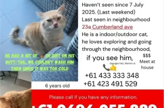 Missing cat Sydney, photo: Lost Orange Tabby/Ragdoll in Sydney