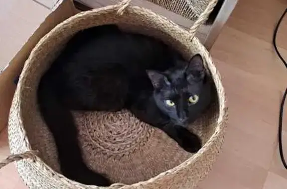 Gato Negro Perdido en Barcelona: Sociable y Único