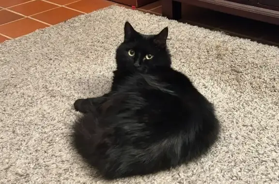 Lost Black Cat: Microchipped & Leaky Eye