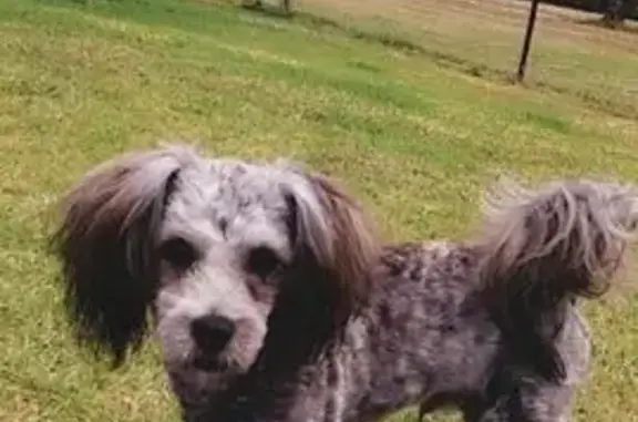 Lost: Loki & Luna - Mini Poodle & Shepherd