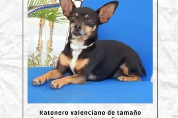 Perro perdido en Liria: pequeño y asustadizo