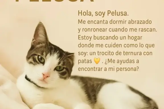 Animales encontrados Chiclana de la Frontera, foto: Adopta a Pelusa: Un Compañero Cariñoso