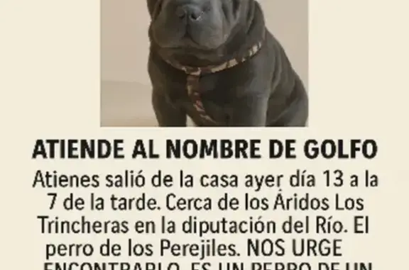 Perro Negro Perdido en Lorca: RM-C15