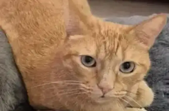 ¡Ayuda! Gato Rubio Perdido en Algeciras