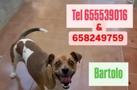 Perro Perdido en Cubelles: Blanco y Marrón
