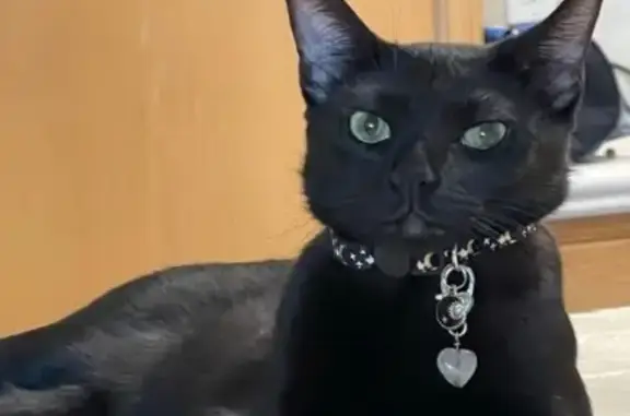 Lost Black Cat: $1000 Reward i...