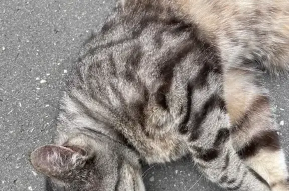 Chat trouvé Bordeaux, photo: Chat tigré sociable trouvé à Bordeaux
