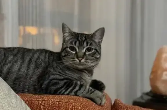 Gata atigrada gris perdida en Mazagón