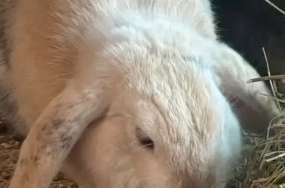 Animaux perdus , photo: Lapine bélier beige et noir disparue