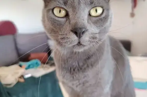 Animaux perdus , photo: Chatte perdue: Athéna, 2 ans, Chartreux