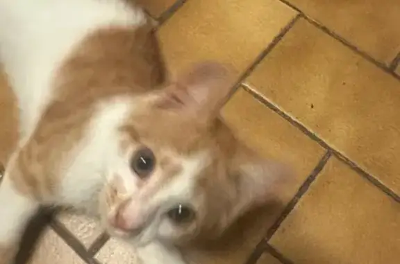Chaton blanc et roux trouvé à Messia-sur-Sorne - photo