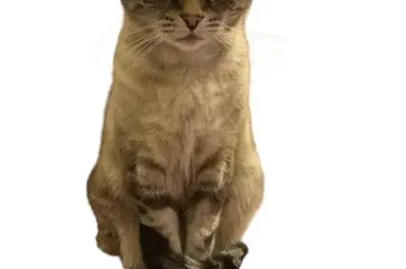 Chat perdu, Épinay-sur-Seine, photo: Chat siamois perdu à Épinay-sur-Seine