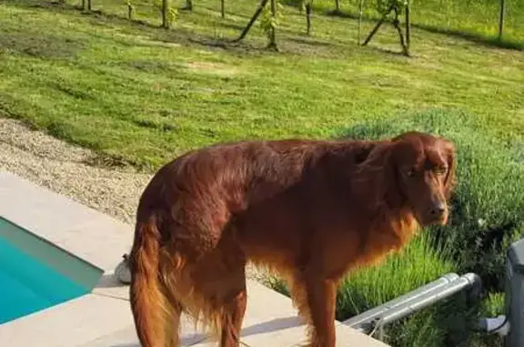 Chien perdu: Setter Irlandais, Roby, allergique - photo