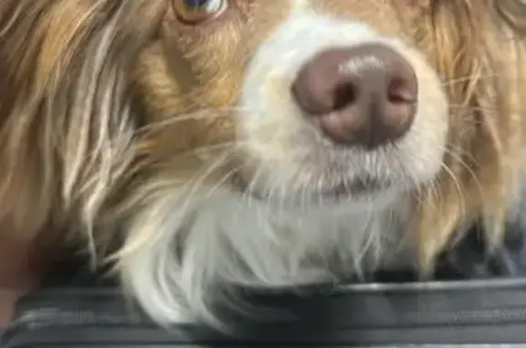 Chienne perdue type berger australien - photo