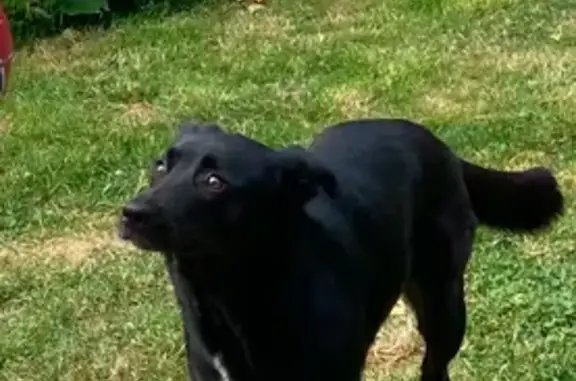 Chien perdu Vitré, photo : Chienne noire perdue, craintive, Vitré