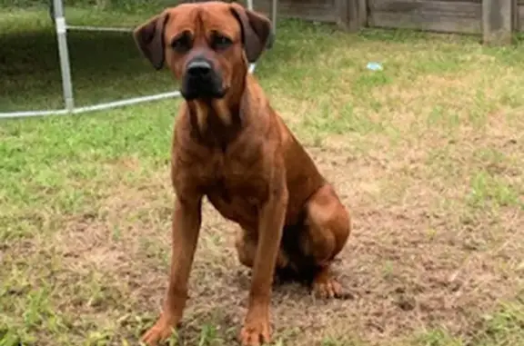Lost pets Ipswich, photo: Lost Dog Soldier: Unique Rottweiler Mix
