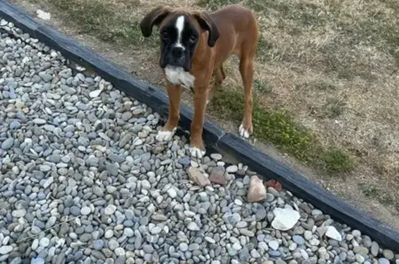 Animaux perdus , photo: Boxer marron perdu, tache blanche Annay