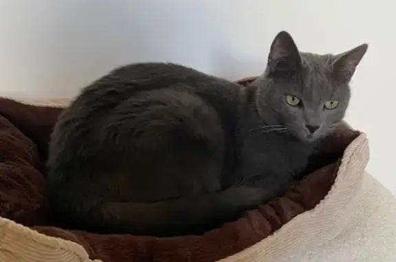 Chat Chartreux Gris Perdu à Lisieux - photo