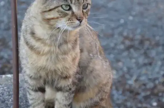 Chat affectueux trouvé à Saint-Marcel-Campes - photo