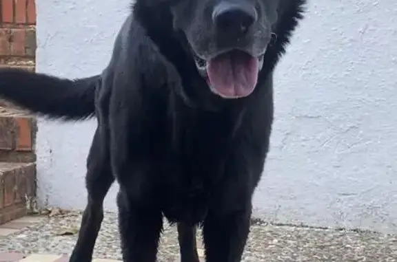 Perro Perdido: Macho Negro con Microchip